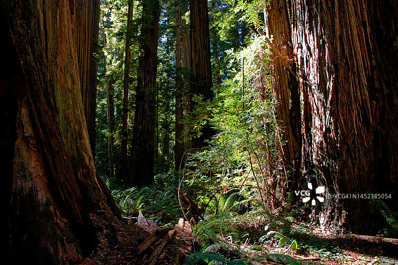 红杉来了图片素材