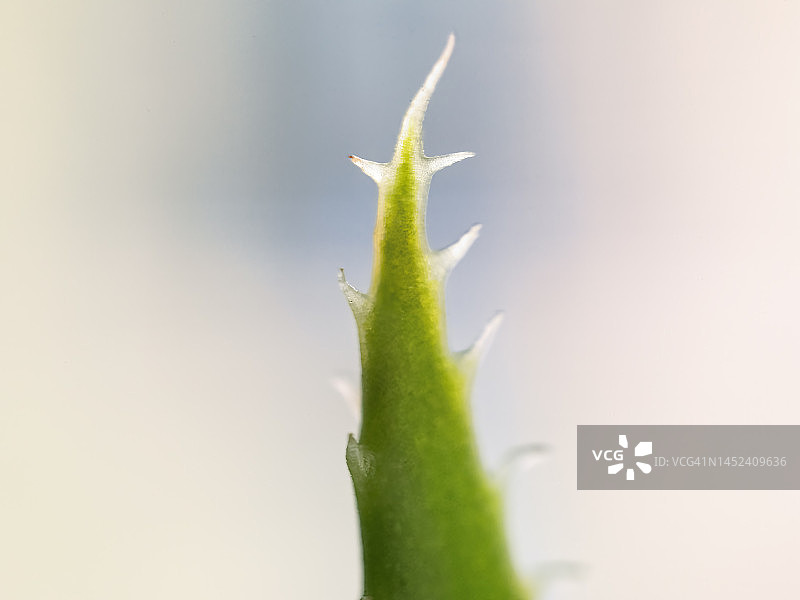 仙人掌特写图片素材