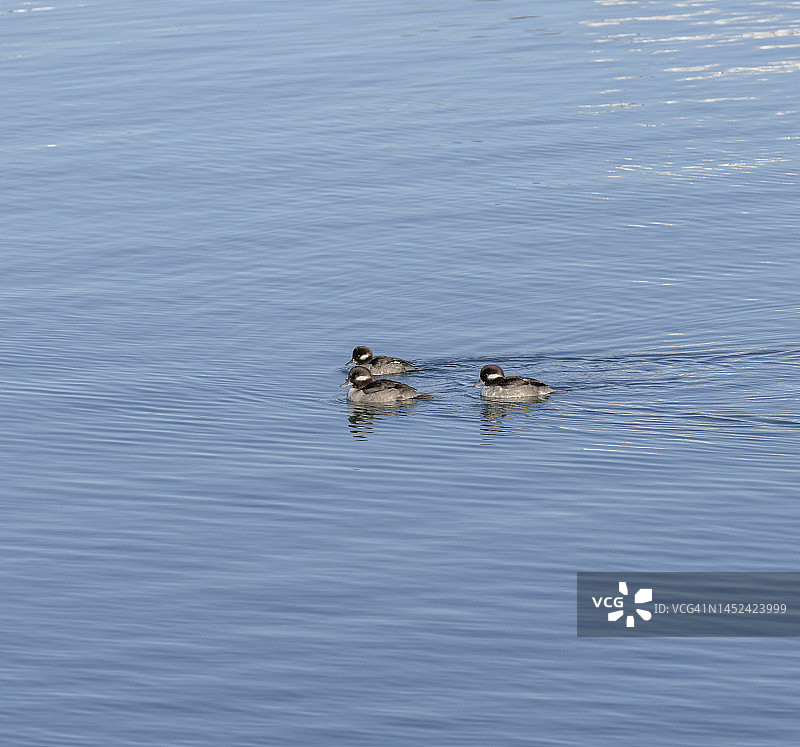 加州新月城的小绒球鸭雌鸟图片素材