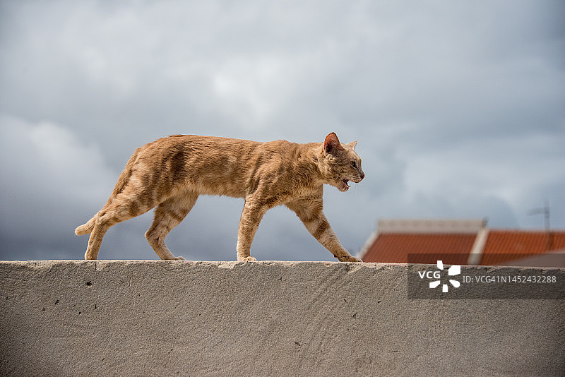 猫咪在墙上行走并发出低吼图片素材