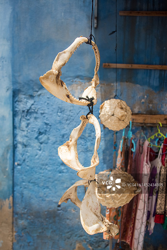 干河豚鱼和鲨鱼颌骨悬挂装饰图片素材