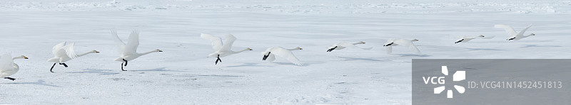 大天鹅起飞照片图片素材