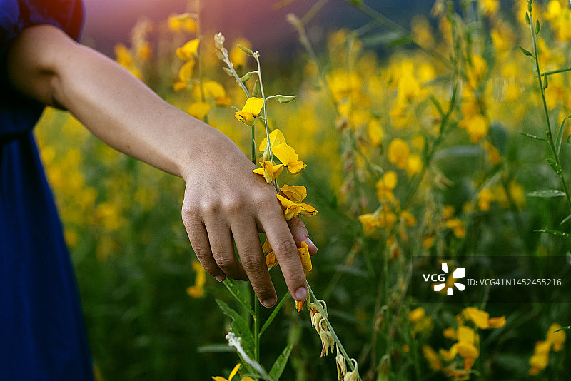 女性的手触摸稻田周围盛开的小花图片素材