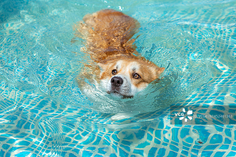 威尔士柯基犬在游泳池里游泳图片素材