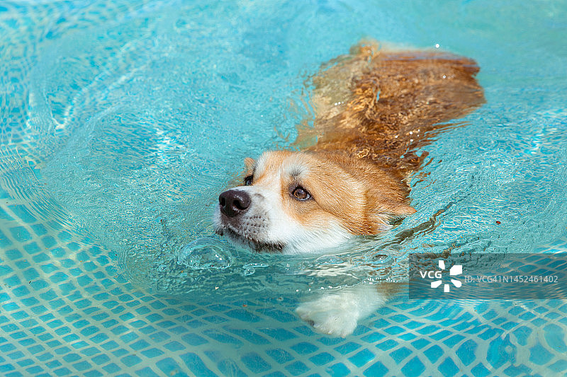 威尔士柯基犬在游泳池里游泳图片素材