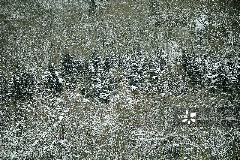 雪山与村庄：日本北海道二世谷冬季森林美景图片素材