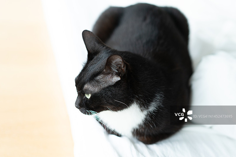 黑色的猫图片素材