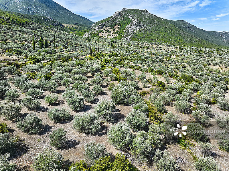 希腊中部的橄榄树种植园图片素材