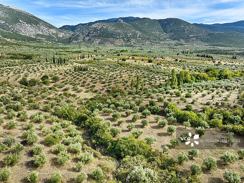 希腊中部的橄榄树种植园图片素材