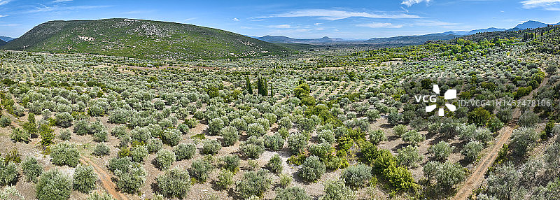 希腊中部的橄榄树种植园图片素材