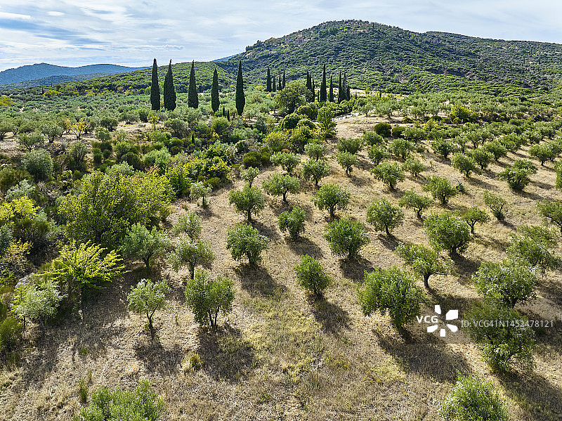 希腊中部的橄榄树种植园图片素材