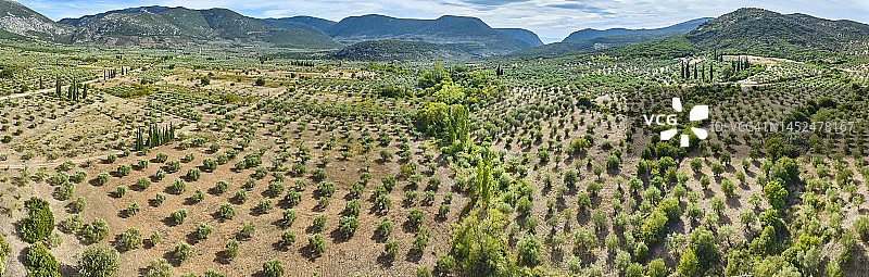希腊中部的橄榄树种植园图片素材