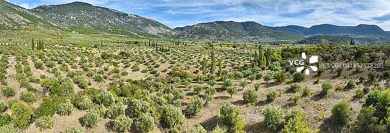 希腊中部的橄榄树种植园图片素材