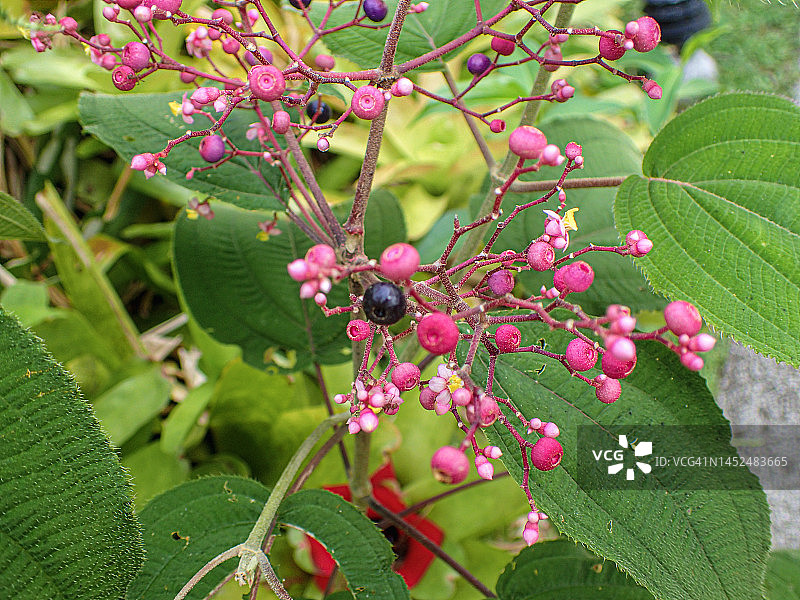 野生浆果，阿雷纳火山国家公园，哥斯达黎加图片素材