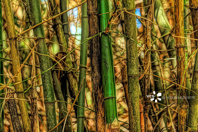 竹子图片素材