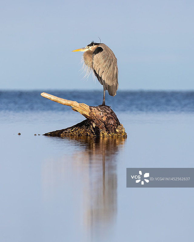 佛罗里达州圣布拉斯角和圣乔港附近的大蓝鹭图片素材