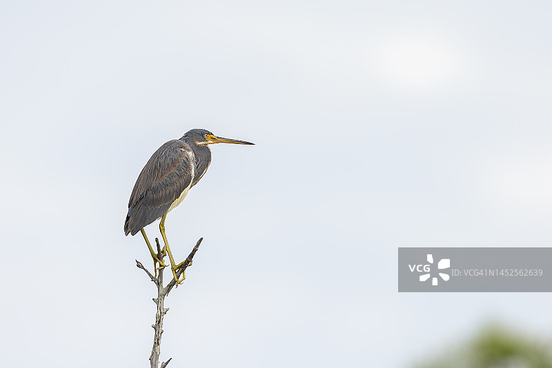 佛罗里达州圣马可斯国家野生动物保护区的三色鹭图片素材