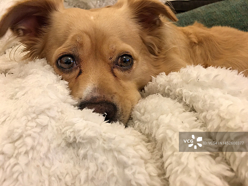 狗躺在温暖的毯子上图片素材