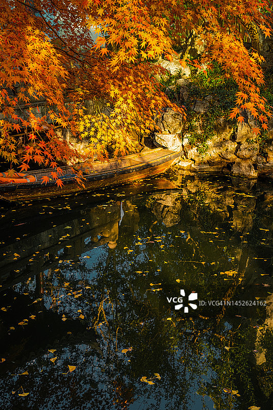 秋季古色古香的中国船旁，有着黑色树干和橘红色树叶的日本枫树图片素材