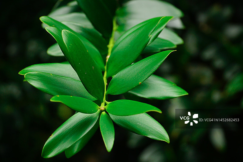 绿色贝壳杉叶背景图片素材