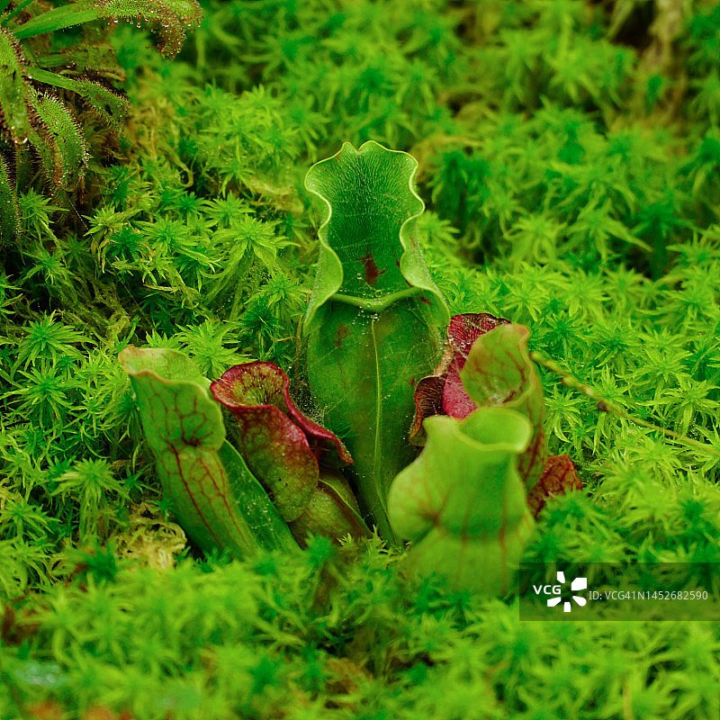 瓶子草和玻璃容器中的苔藓地面图片素材