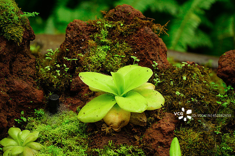 岩石上的食虫植物 Pinguicula图片素材