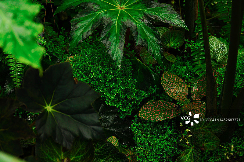 森林地面上的夜光植物图片素材