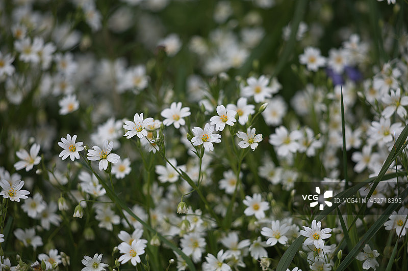 康沃尔树篱中的繁缕花图片素材