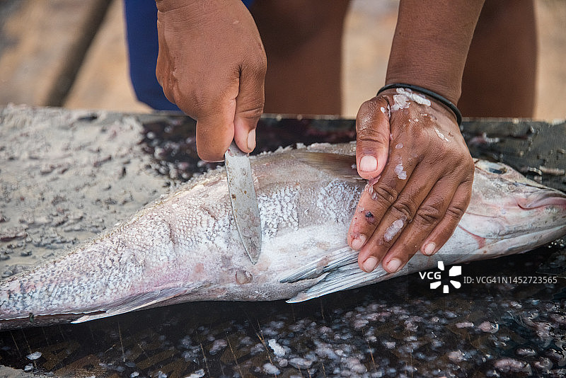 在佛得角进行去鳞处理的新鲜捕获的鱼图片素材