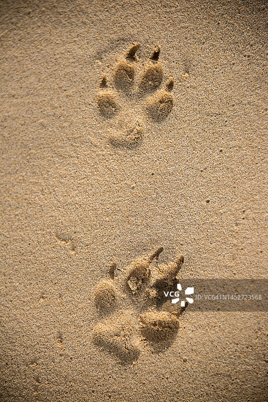 沙滩上的狗爪印图片素材