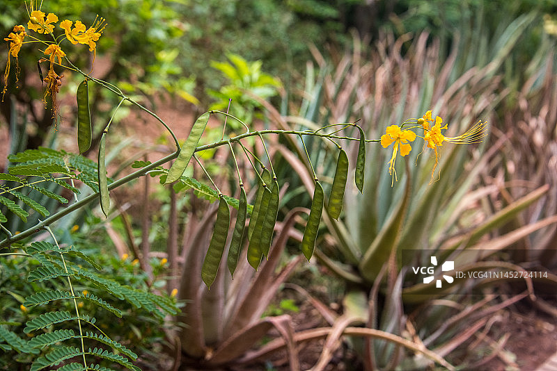 云实花和荚果图片素材
