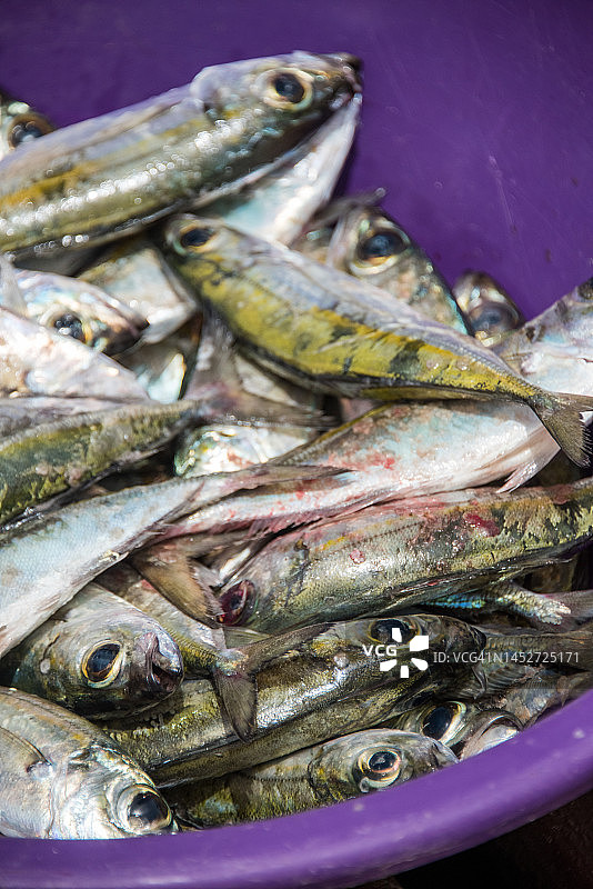 塑料碗里新鲜捕获的大眼鲹鱼图片素材