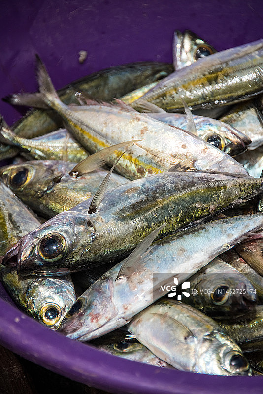 塑料碗里新鲜捕获的大眼鲹鱼图片素材