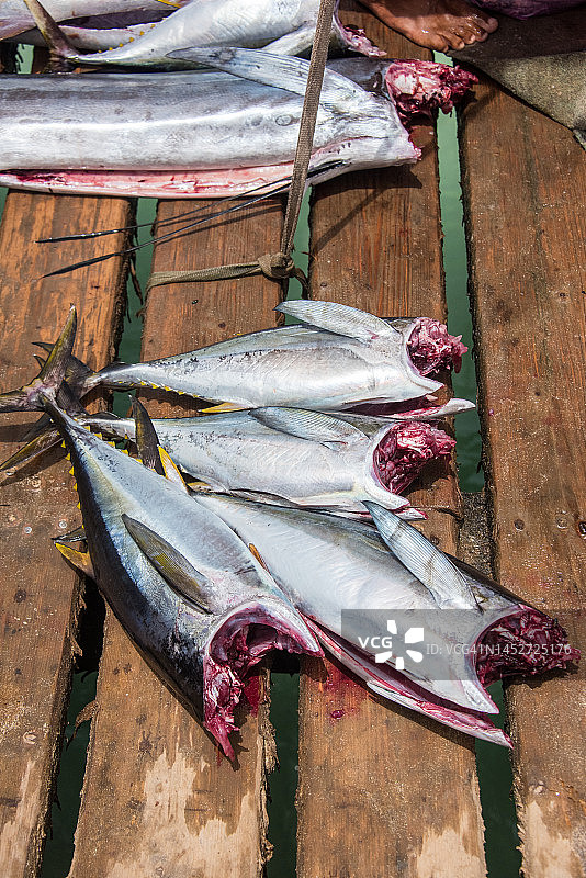 码头上新鲜捕获并去内脏的黄鳍金枪鱼图片素材