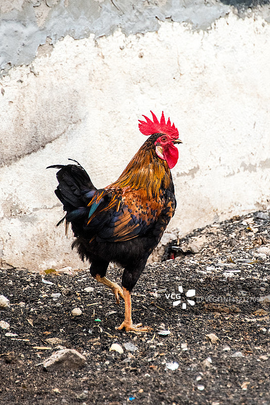 公鸡图片素材