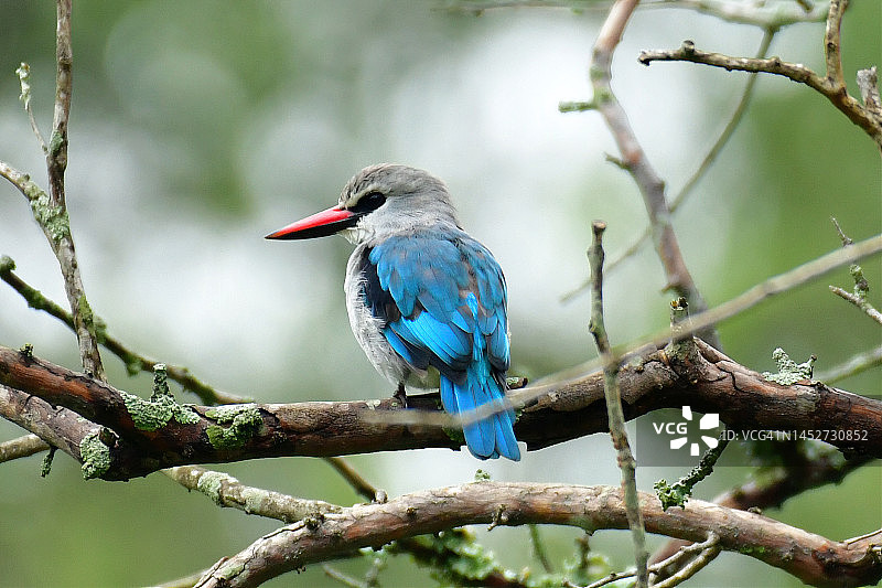 林翠鸟图片素材