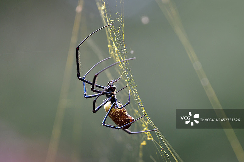 金丝圆蛛图片素材