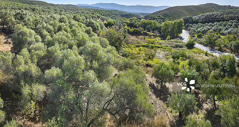 希腊克里特岛南部的橄榄树种植园图片素材