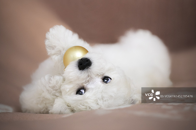 小狗在玩球图片素材