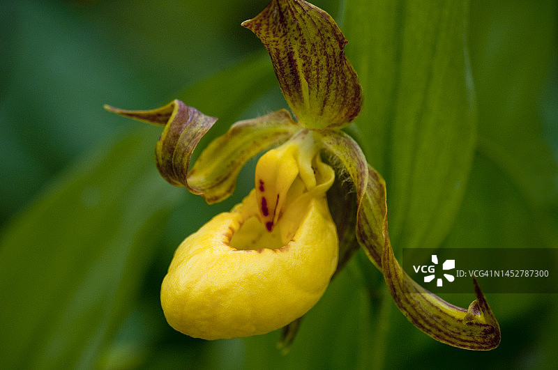 黄色杓兰图片素材