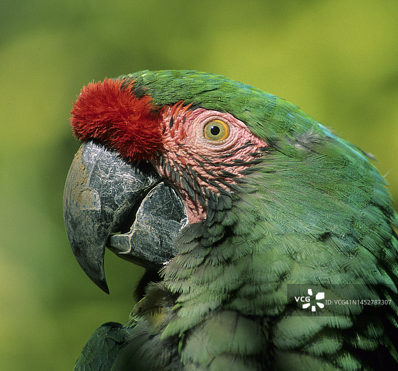 濒危物种：军金刚鹦鹉特写图片素材