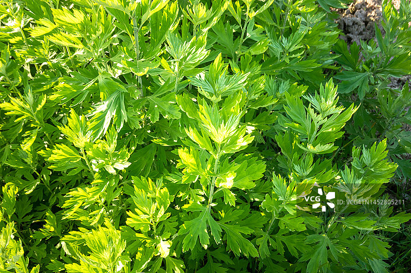 阳光下生长的中国艾草图片素材