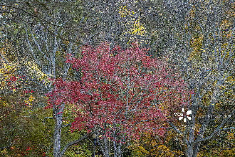阿什兰利西亚公园秋色图片素材