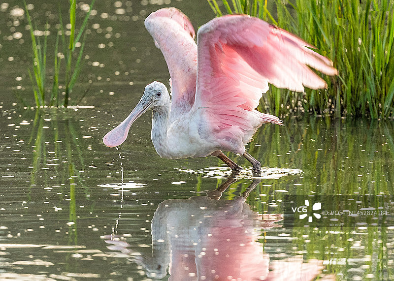 清晨光线下盐沼上的粉红色琵鹭图片素材