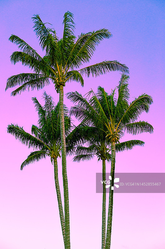 复古风格棕榈树抽象背景图片素材