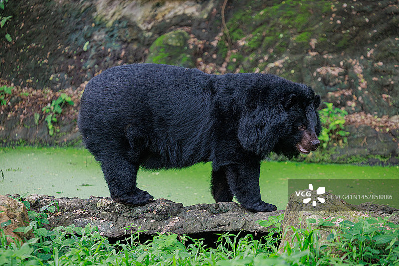 亚洲黑熊图片素材