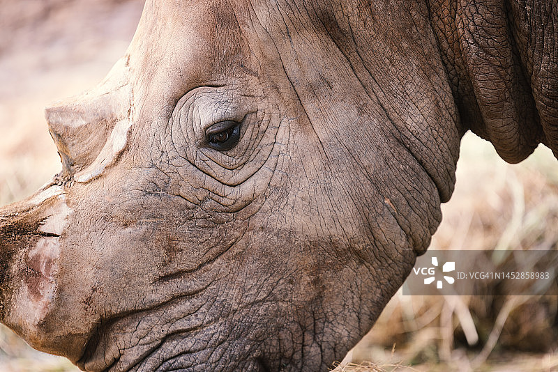 犀牛曾经遍布欧洲、亚洲和非洲的许多地方，早期欧洲人将它们描绘在洞穴壁画中。图片素材