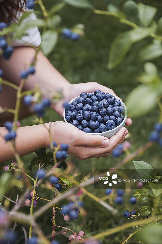 碗里的花园蓝莓图片素材