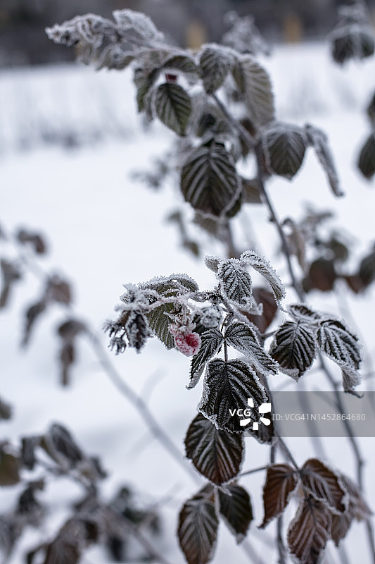 冬季的覆盆子植物图片素材