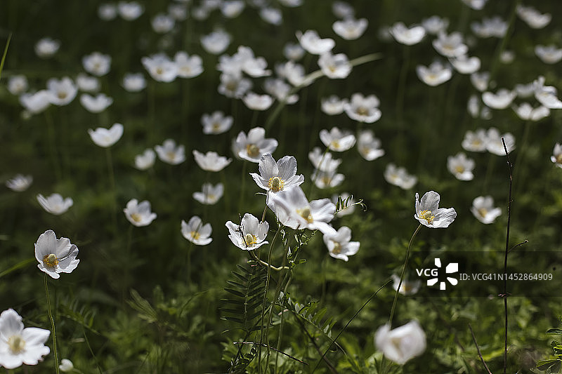 野生银莲花图片素材